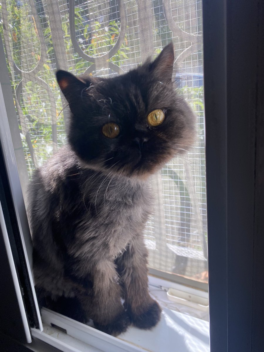 Neinei_art's tweet photo. Voy a deciros algunas cosas que mucha gente no sabe y son muy importantes.

1. Si metes un gatito de la calle a tu casa NO PUEDE ESTAR EN CONTACTO CON OTROS GATOS. Por lo menos hasta que acabe la cuarentena y tenga los test de leucemia e inmuno hechos y los tuyos también! https://t.co/K02Wny5G9S