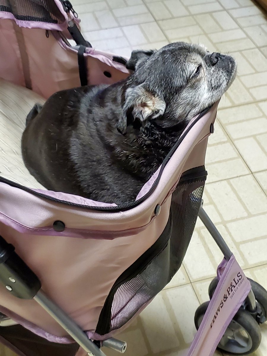 Happy #ThrowBackThursday 

Wishing everyone a wonderful day today. In the Picture below, Puggie was trying to help GranPaw and mommy in the kitchen but couldn't keep her eyes open 🥰

Love you everyone 😘 ❤️ 🐾 

#PuggieG
#PuggieForevet
#TeamTiki