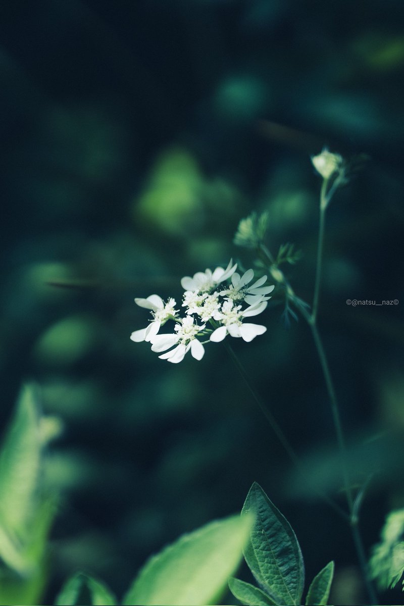 natsu__naz's tweet photo. One day flower. https://t.co/lhlTQmh8Nk