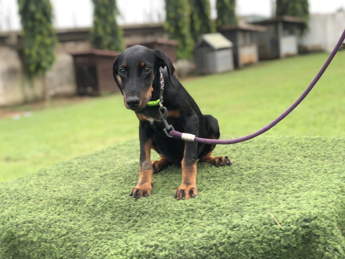 deparkies's tweet photo. @code_micky 3 months old female doberman ready for new home 
Call or WhatsApp 0263862906 https://t.co/zyCoumduRk
