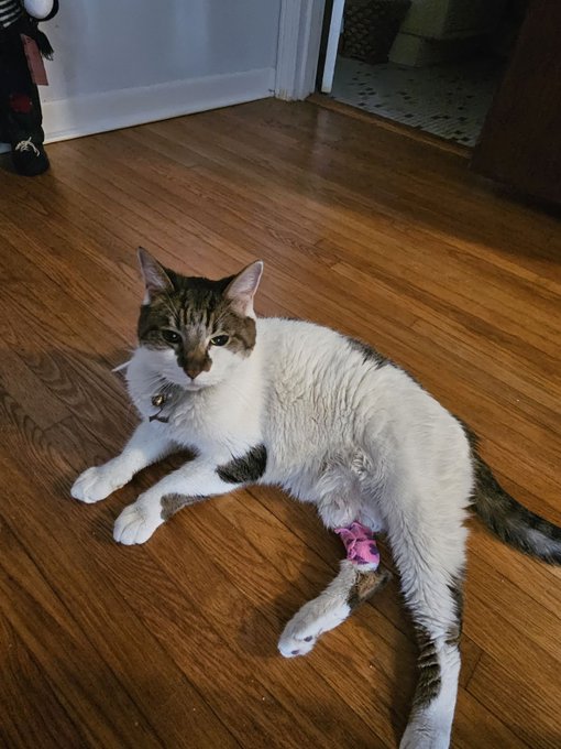 After being poked and handled at the vet. https://t.co/NpcMWcrRqQ