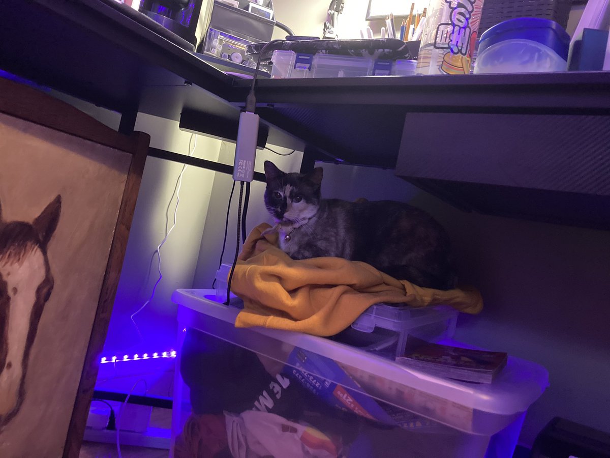 jessibelle atlas tweet media