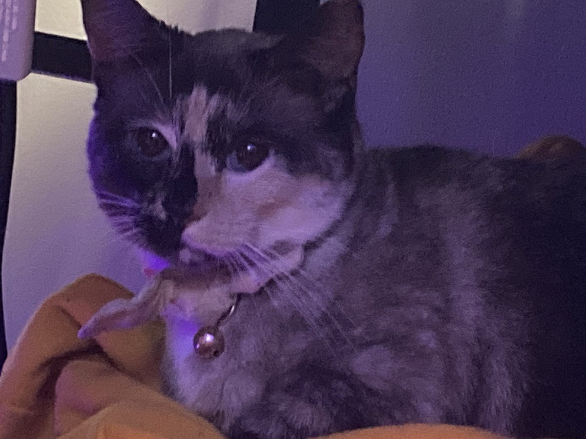 jessibelle atlas tweet media