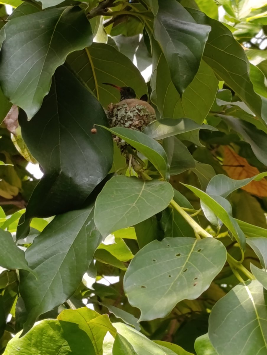 AEstanterias's tweet photo. #birdwatching #Colombia #CopaAmerica2024  Aquí esperando la final el domingo https://t.co/FakZfzdtdW