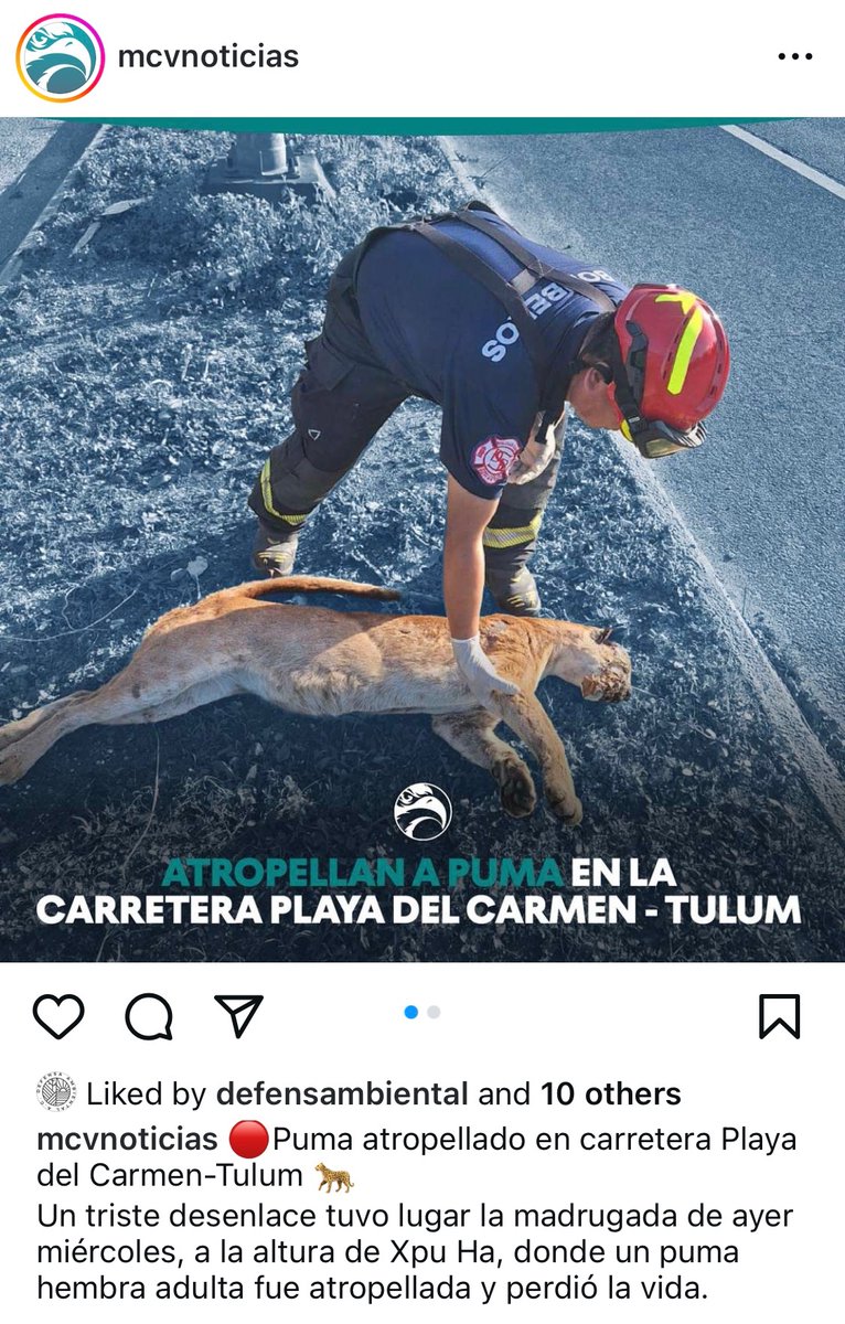 cris_n0's tweet photo. *Inserte a John Travolta buscando los pasos de fauna del Tren Maya para felinos grandes*

Huyen de la deforestación masiva, quedan acorralados entre el tren y la carretera y terminan así 👇 . Peligro de extinción acelerado. https://t.co/RVyLBnIW6L