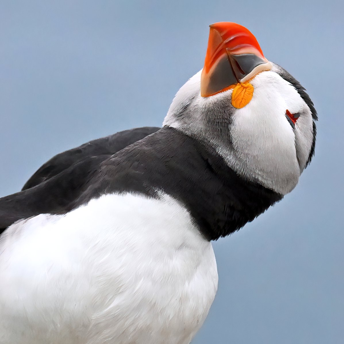 Things are looking up.... 
#TheDailyPuffin 😁🐦