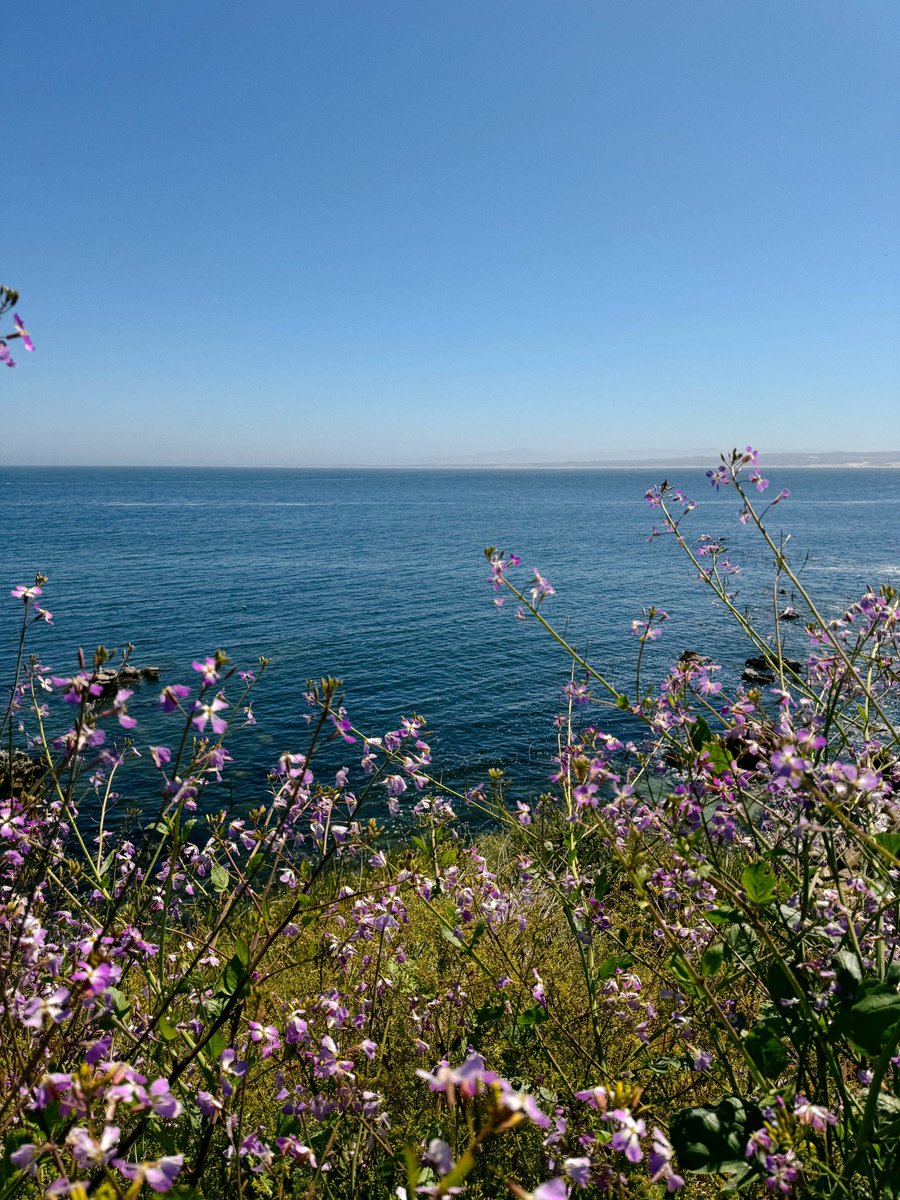CSUMB's tweet photo. ✨ It’s a #CSUMBSummer, and life couldn’t be better!

#Otters, we’re thinking of you and our stunning Monterey campus today! Summer is a state of mind here, and the Pacific is calling. 🌊🦦💙🤿🪼🤍 https://t.co/LiKFPrp17P