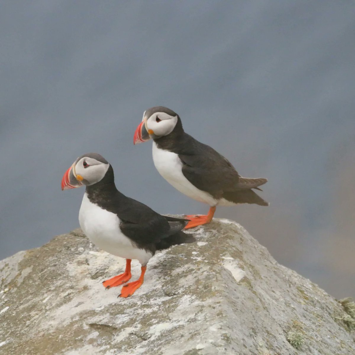 oriolperona's tweet photo. Els frarets (Fratercula arctica) són uns ocells marins preciosos... A l'illa de Runde (Noruega) hi ha una de les colònies més grosses d'aquestes simpàtiques aus marines #Norway #Runde #puffin @MenorcaSom https://t.co/88yxve33Bt