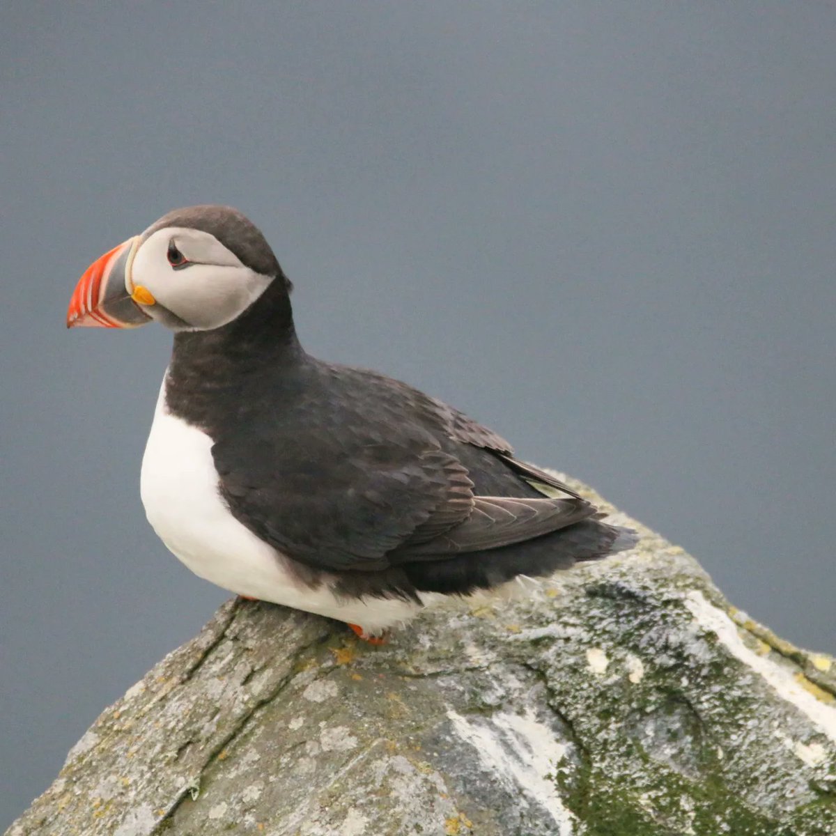 oriolperona's tweet photo. Els frarets (Fratercula arctica) són uns ocells marins preciosos... A l'illa de Runde (Noruega) hi ha una de les colònies més grosses d'aquestes simpàtiques aus marines #Norway #Runde #puffin @MenorcaSom https://t.co/88yxve33Bt