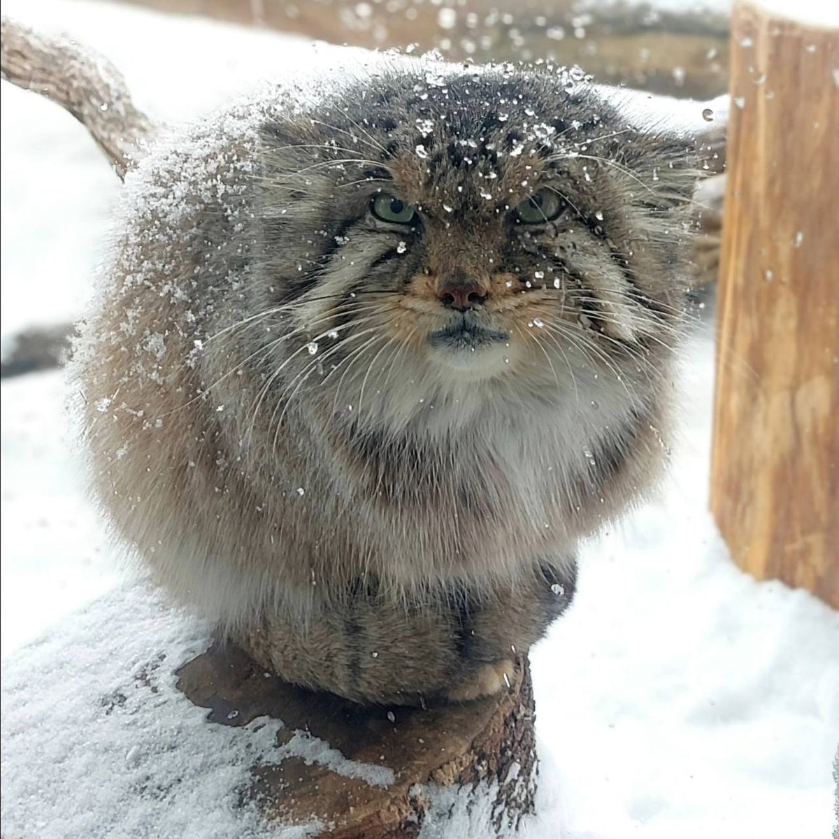 DailyManul's tweet photo. https://t.co/10UUylmcK3