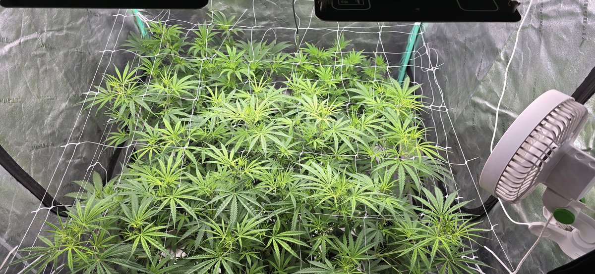 Bryan89164888's tweet photo. About to be in week 2 of flower https://t.co/Xtoo2CmYy7