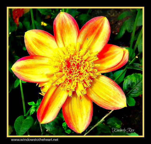 “If we could see the miracle of a single flower clearly our whole life would change.” ~ Buddha #Buddha #quote #miracle #flower #flowerphotography #photo #garden #dahlias ❤️❤️❤️