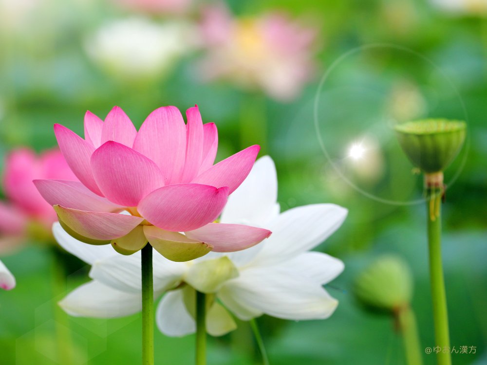 7月12〜16日は七十二候の「蓮始開(はすはじめてひらく)」ハスは観賞用と食用があり、種類は1000種類以上。太古の昔から「ハスは健康づくりの宝」といわれ、様々な部位が食品や漢方薬に使われてきました
①蓮根（れんこん）＝ハスの地下茎
→ほてりを冷まし潤す。食欲不振や貧血、下痢、乾燥による