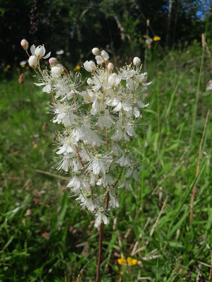 Wicklow Nature tweet media