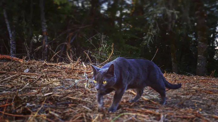 Sharing a need: Much loved family kitty needs help with medical bills for cancer treatment. 

gofund.me/380e05ca