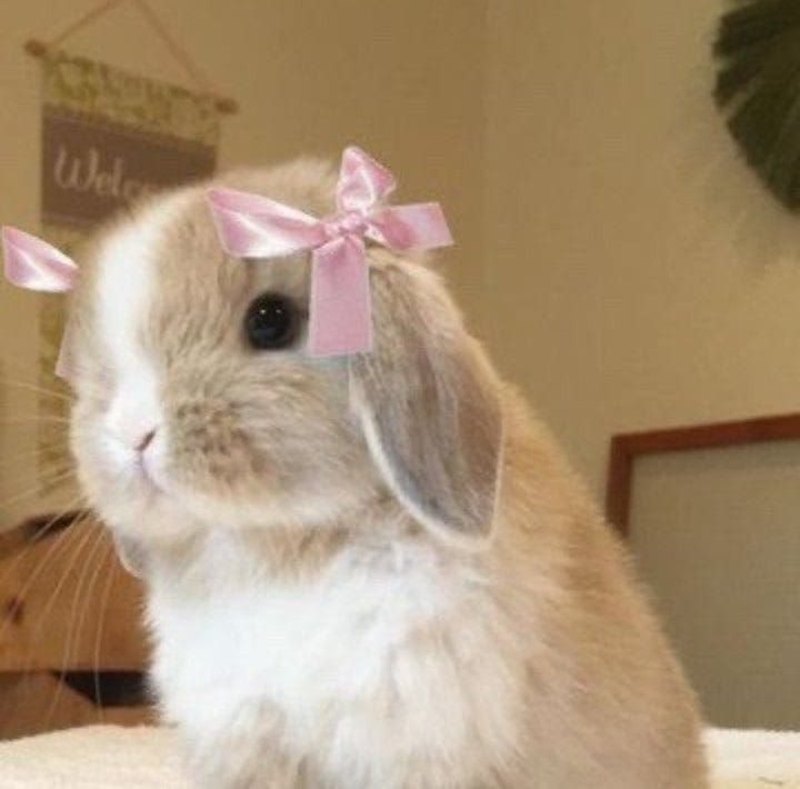 TheToxinSystem's tweet photo. This is my sweet girl 100% no one can tell me otherwise @dollysgirlre

-🌷/Violet https://t.co/9OlNyrvDO5