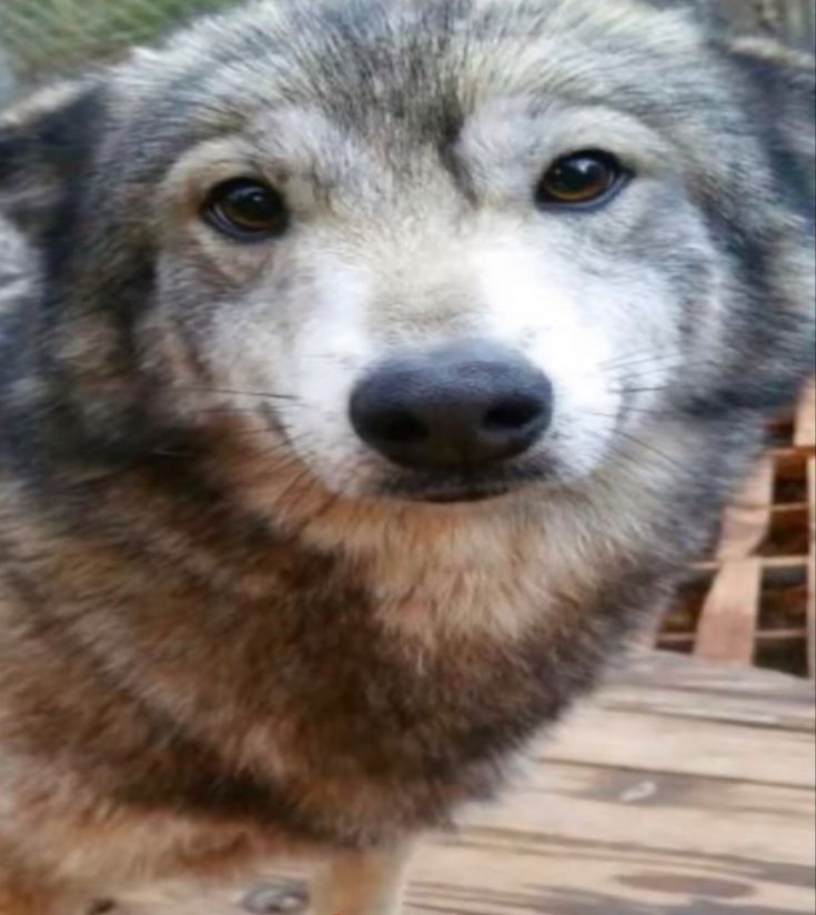 piperfixation's tweet photo. do YOU love that one stupid stretched out wolf? has this sweetbeast (her name is Sasha) made you smile in the slightest? laugh?? grin, even?????

well i just found out that the wolfdog sanctuary she lives at -- The Farm at Sakari's Place in New Hampshire -- needs our help,,,,, 🧵 https://t.co/q5TiKI6gzZ
