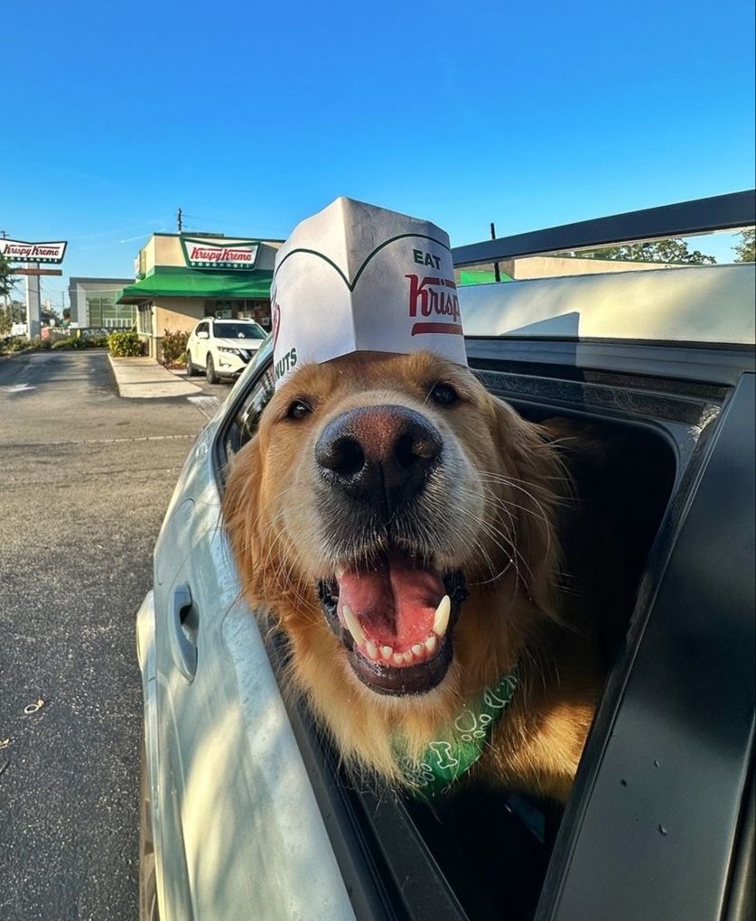 Dognutsol's tweet photo. The community has taken control of the social networks and the token!🍩🐾

Dev is out and Dex is prepaid💙 https://t.co/08VErUu4bC