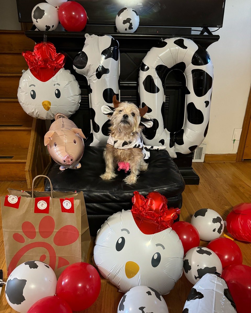 bryannatomasko's tweet photo. 10 years old! Happy birthday Grimm ❤️ we celebrated with his favorite (Chick Fil A)  @ChickfilA https://t.co/ee9BBjHihX