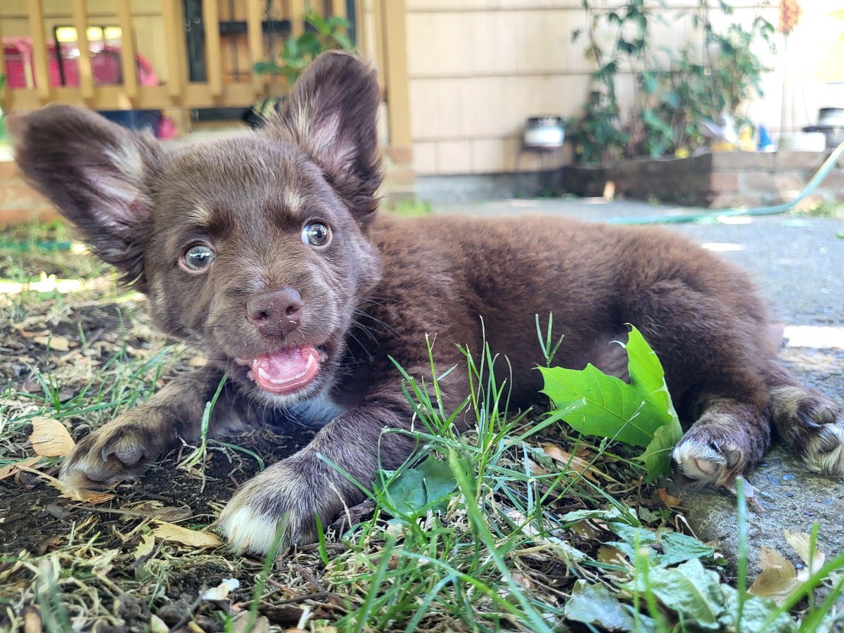 CodenameJD's tweet image. My baby Gromit 🐶🥰