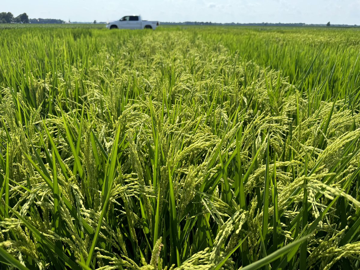 Home stretch for our March 14 planted Missouri rice! #eatMOrice