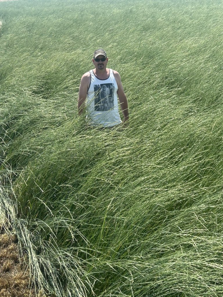 SwedlundTresh's tweet photo. This is alkar wheat grass. We started to plant lots this in sc SD. It goes in wet, poor ground with alkali. In 1-2 years it completely takes over the weeds and becomes 5-6 ft tall. Monster windrows. This 9 acre piece did 61 -1400 lb bales last year. I think we will beat that. https://t.co/NHfARW26co