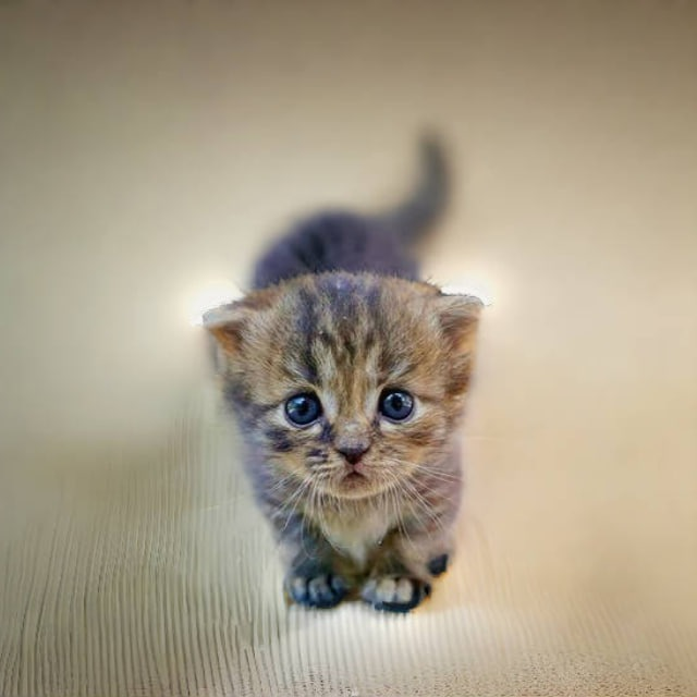 mrChadegen's tweet photo. $MIA

new kitty token seeing it on alot of folks radar distro looks good too

260k 

getting kitty touches millions vibes

dyor

8yTkQSViFbH7wU7VX7kURK9HqLEnSR1iGfopKoEYpump https://t.co/xRg53SQzVk
