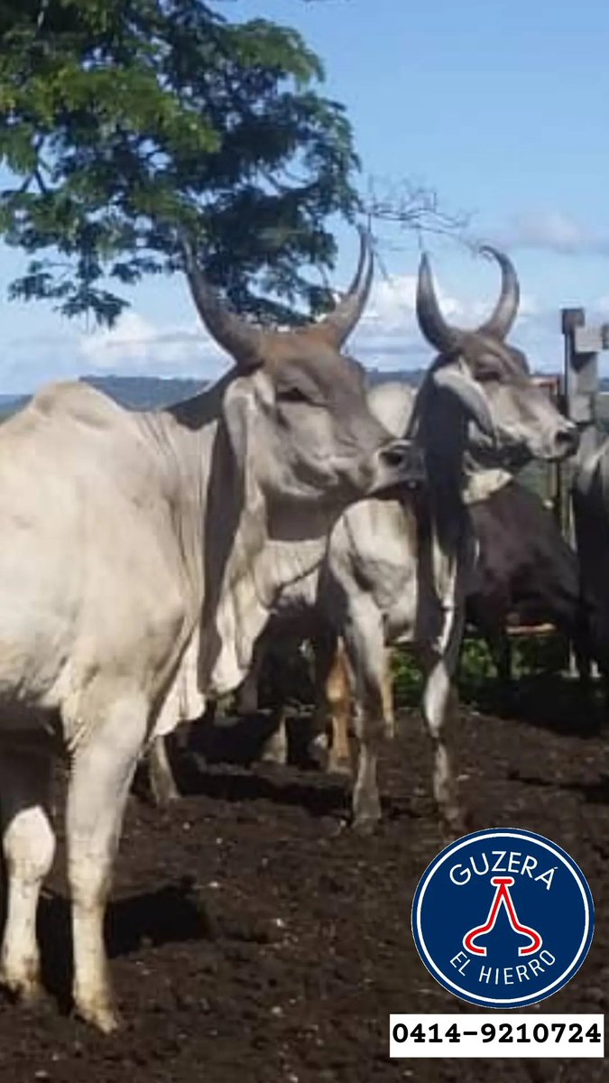 Guzerá El Hierro - GANADO F1 (@ganadof1) on Twitter photo 