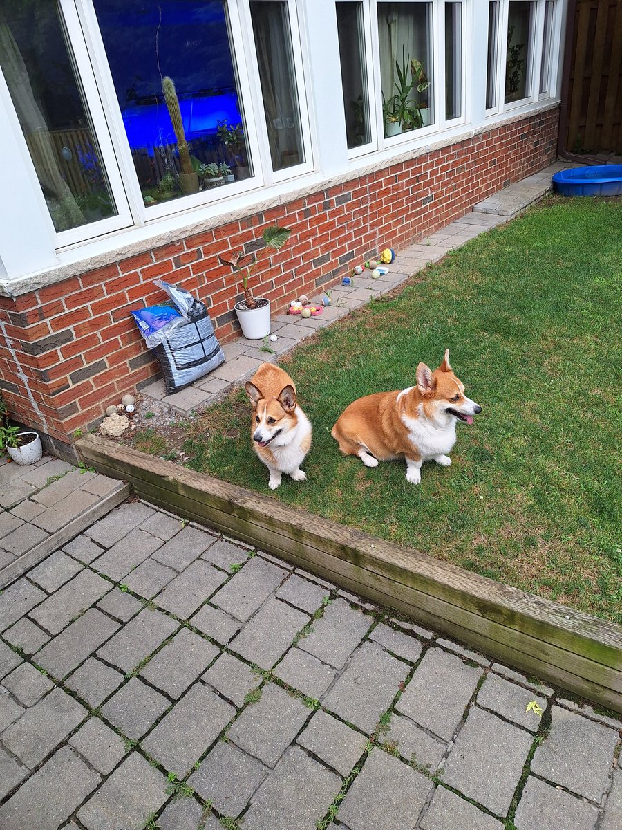tomsmybeagle's tweet photo. Fun times at @LongbottomMorty backyard. Bonus appearance by the fabulous Stevie (sweetest girl, ever ❤️) #CorgiCrew #PoolPawty #CatsArePeopleToo https://t.co/gZHkwqNY9j