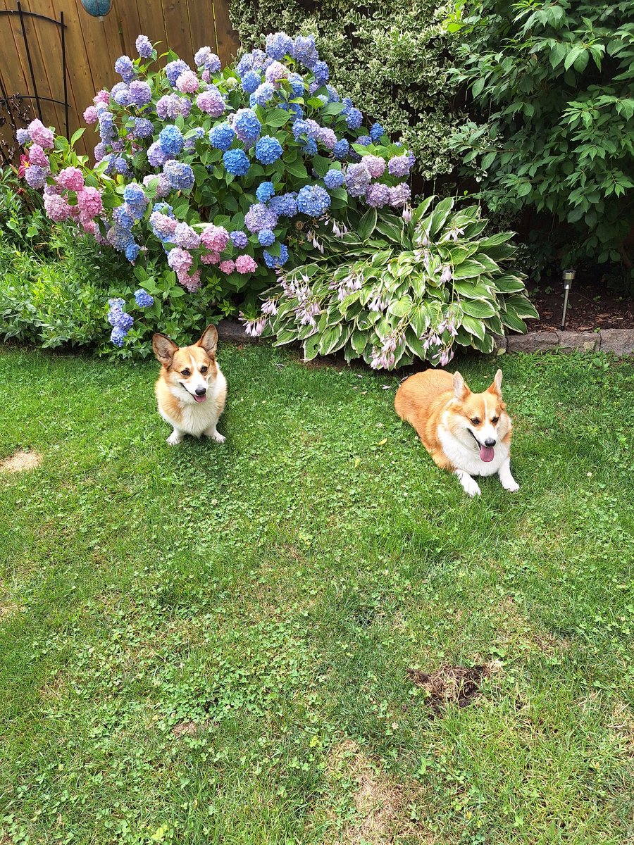 tomsmybeagle's tweet photo. Fun times at @LongbottomMorty backyard. Bonus appearance by the fabulous Stevie (sweetest girl, ever ❤️) #CorgiCrew #PoolPawty #CatsArePeopleToo https://t.co/gZHkwqNY9j