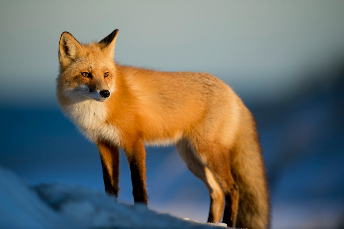 MbarkCherguia's tweet image. Wildlife in Winter. ❄️  #RedFox