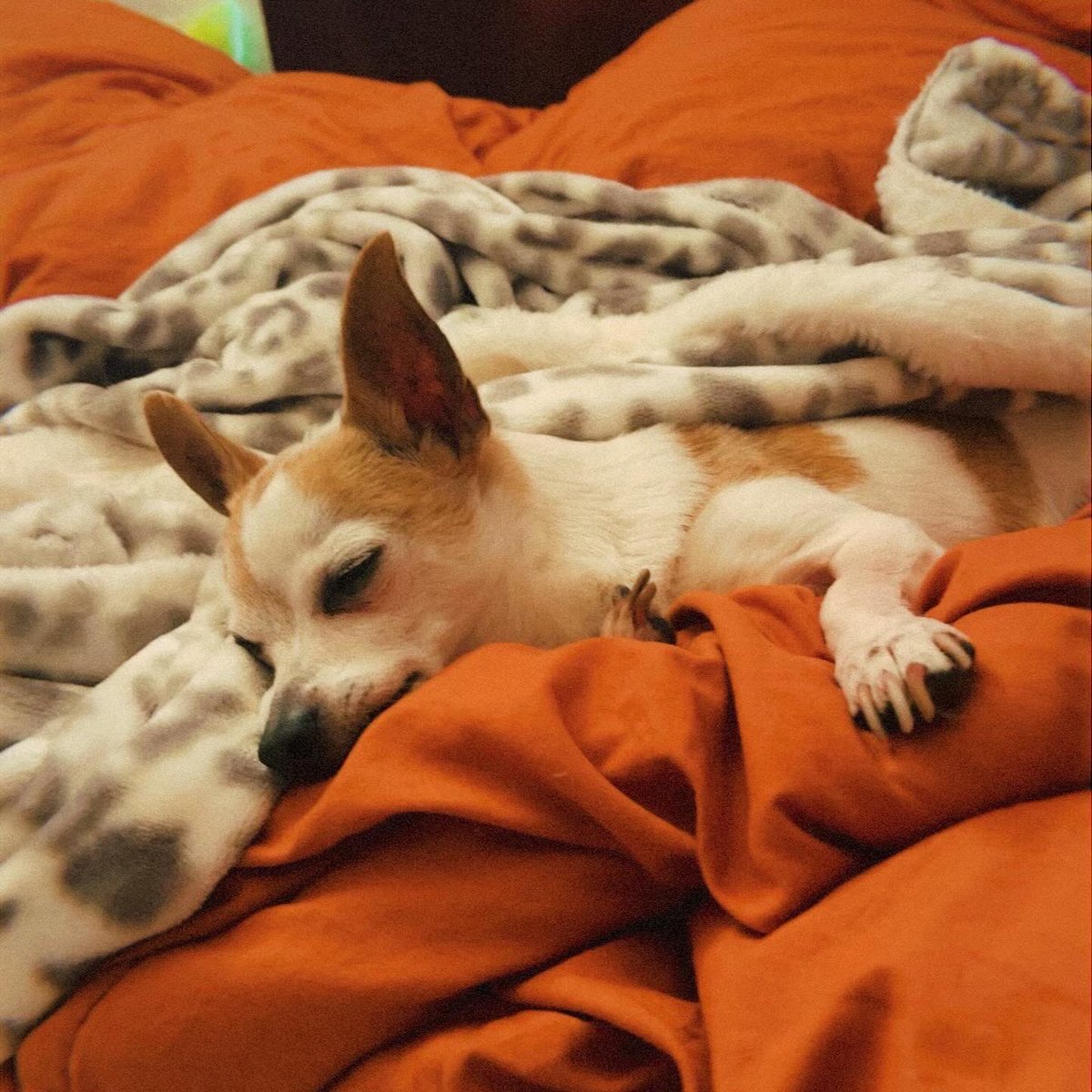 brandyfloflo's tweet photo. My new roommates don’t pay rent… https://t.co/2hLkVJq5rc