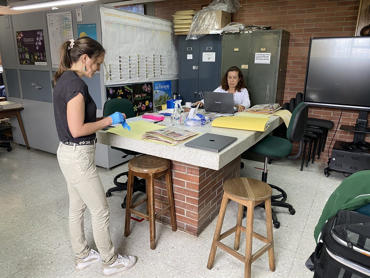 9/ Takeaway: #Coca is not #cocaine! We hope our research helps informing policies on monitoring, &amp; to the dissociation of coca from drug once &amp; for all.
It was a privilege to work w amazing collabs, including <a href="/antonelli_lab/">Antonelli Lab</a>, <a href="/rudydiaz_jr/">Rudy Diaz</a>, <a href="/natalia_chirps/">Natalia Przelomska</a>, <a href="/dipterocypsela/">a n d r e s</a> + more!