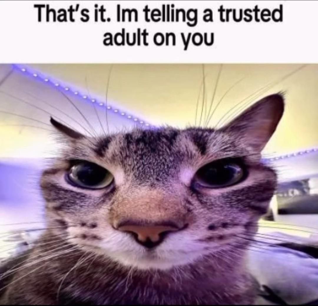 chaotic cats (@chaoticcatpics) on Twitter photo 