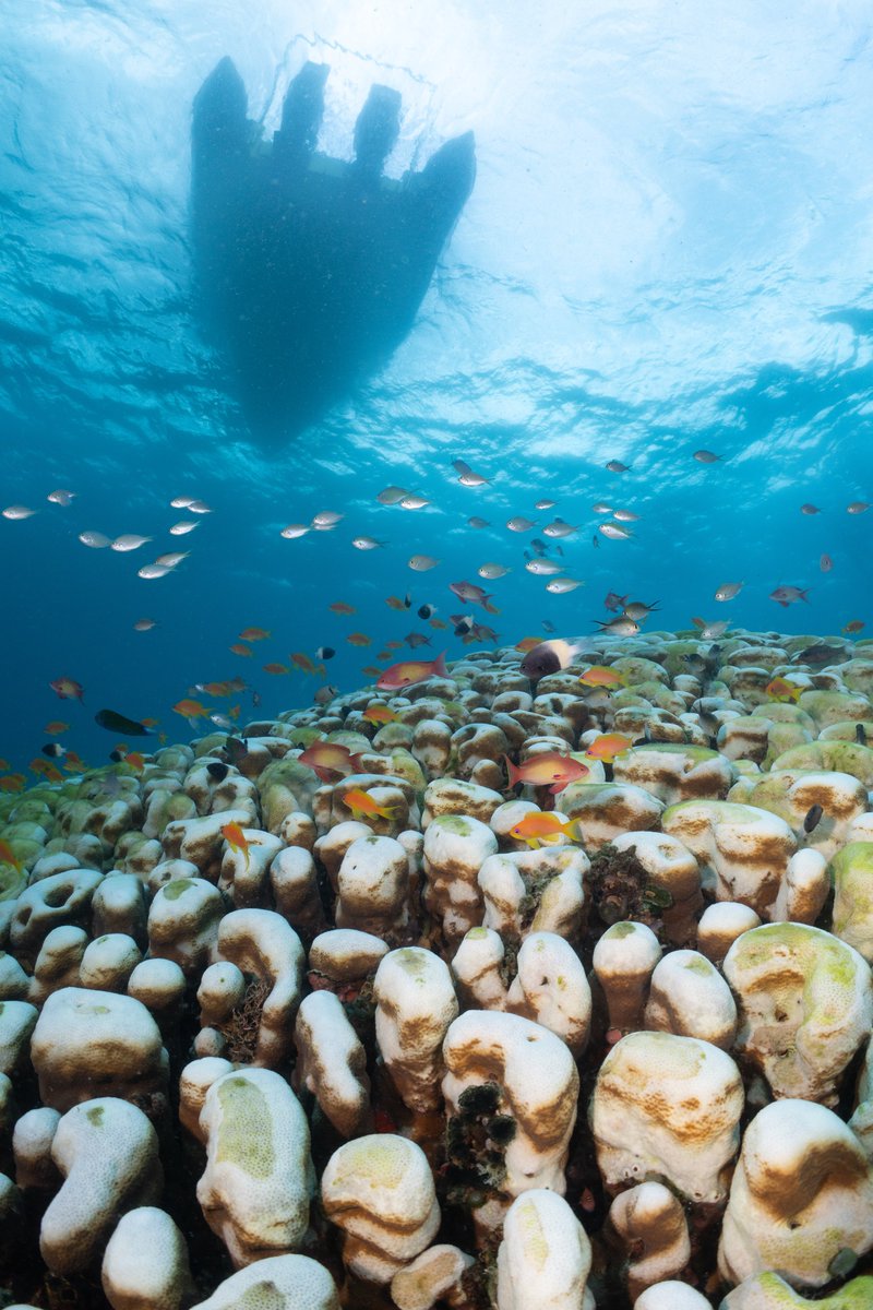 datamermaid's tweet photo. How exactly can MERMAID speed up your team’s workflow?

“What you can do in Excel, you will do ten times faster in MERMAID.” Meet Dr. Erwan Sola - a coral reef ecologist working to monitor and manage Mozambique’s climate-resilient coral reefs🪸

Read on: https://t.co/aYazwHRK5a https://t.co/RmCJtSzL4f