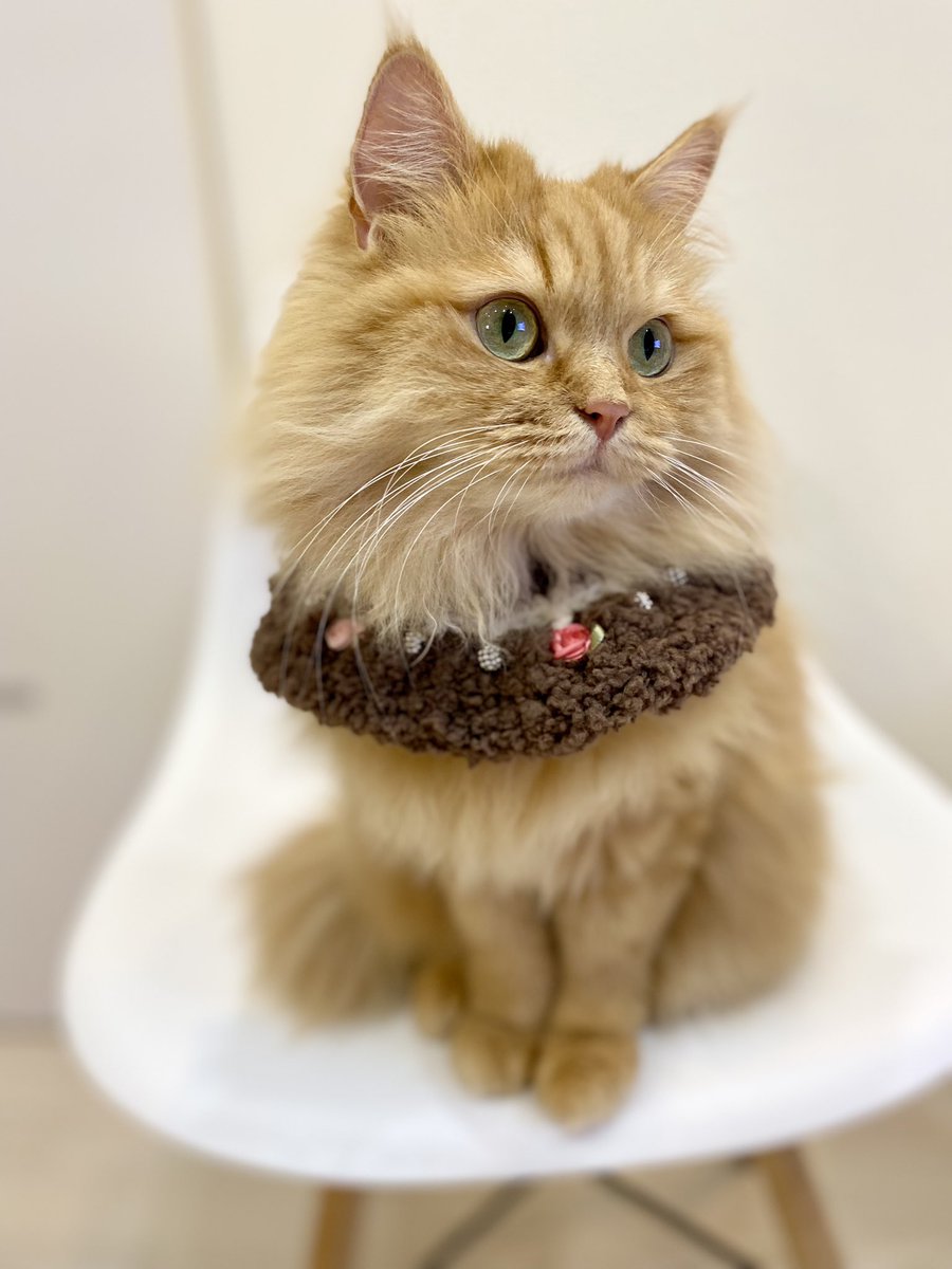 ナナブルーママ (@love_bule_7) / Posts / X