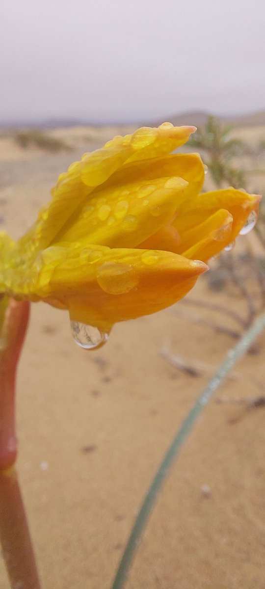 César Pizarro 🌳🐧🌵🦩🌼🦠 tweet media