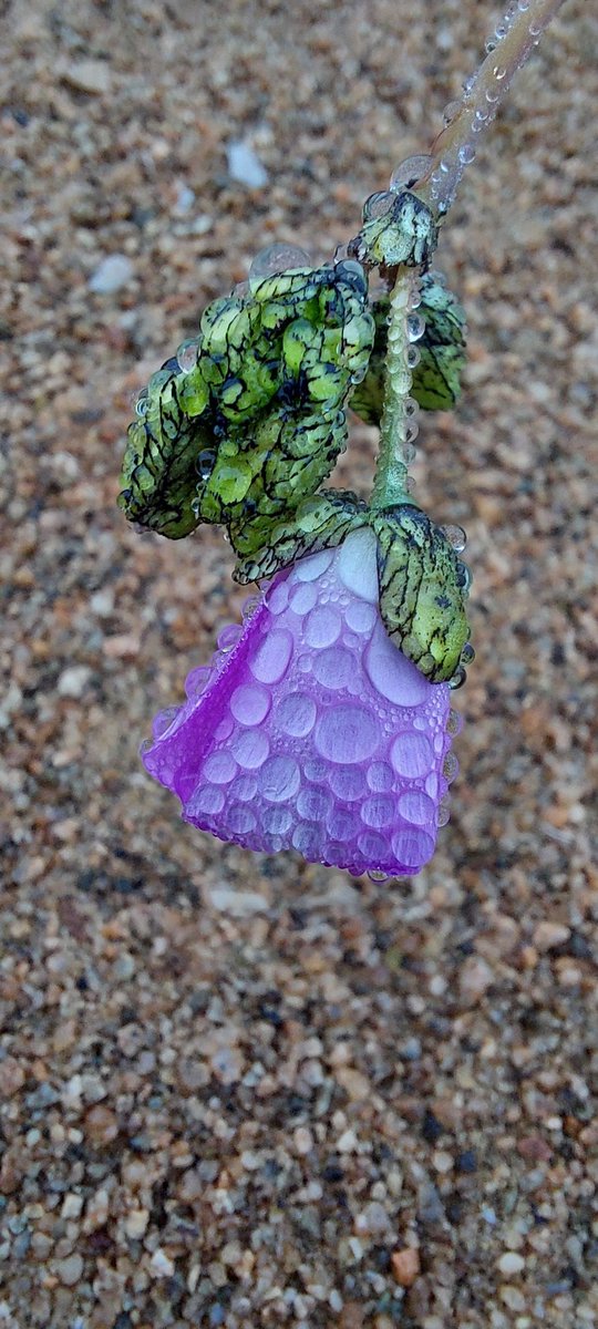 César Pizarro 🌳🐧🌵🦩🌼🦠 tweet media