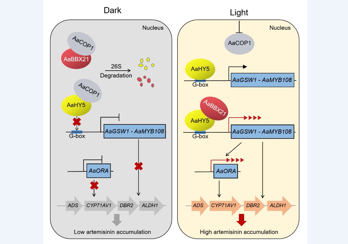JIPBio's tweet photo. #Artemisinin is an important anti-#malarial #drug compound produced by the glandular #trichomes of sweet #wormwood.
He et al. report that the AaBBX21–AaHY5 module mediates its #light-regulated #biosynthesis in A. annua
https://t.co/XXAA5HaIHa @wileyplantsci #JIPB #PlantSci https://t.co/tDjRCtxSIp