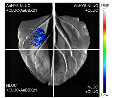 JIPBio's tweet photo. #Artemisinin is an important anti-#malarial #drug compound produced by the glandular #trichomes of sweet #wormwood.
He et al. report that the AaBBX21–AaHY5 module mediates its #light-regulated #biosynthesis in A. annua
https://t.co/XXAA5HaIHa @wileyplantsci #JIPB #PlantSci https://t.co/tDjRCtxSIp