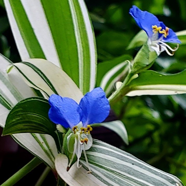 おはようございます🙋‍♀️ツユクサの花は青色と白色があり☝🏻花言葉は花の色や葉に斑が入っているのかでも意味が変わるようです😱青色のツユクサの花言葉【尊敬】【快活】【ひとときの幸せ】斑入り【恋の心変わり】【密かな恋】【敬われない恋】😂今日も心前向きに楽しい１日を過ごしましょう٩(ˊᗜˋ*)و💞