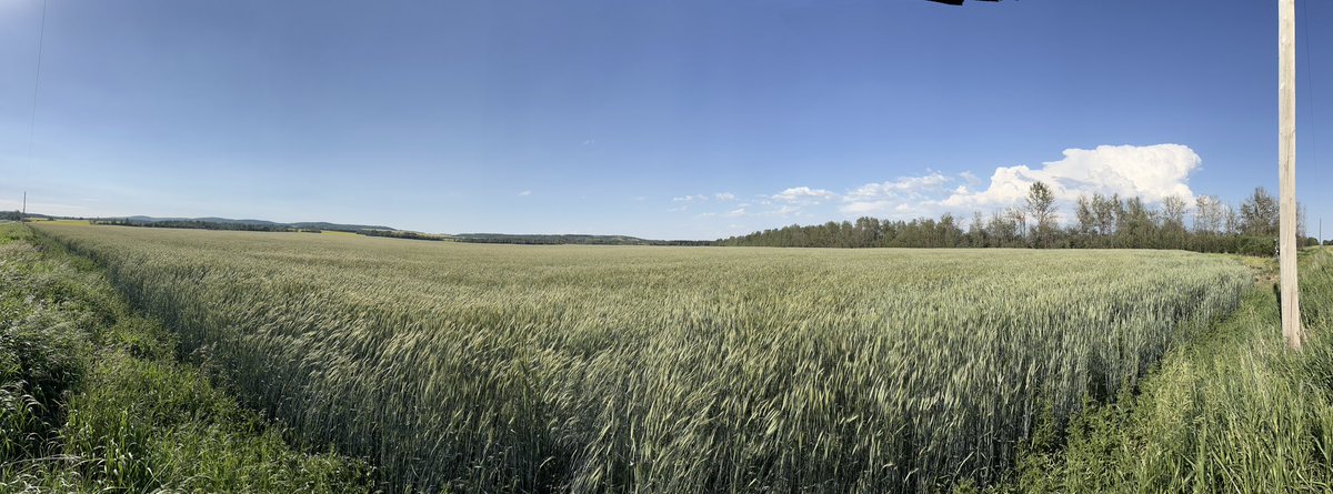 FPColette1's tweet photo. #hybridfallrye @FPGenetics livinglab tour. Glad for the tent and the move to beat the heat. https://t.co/0HTRHWUhRZ