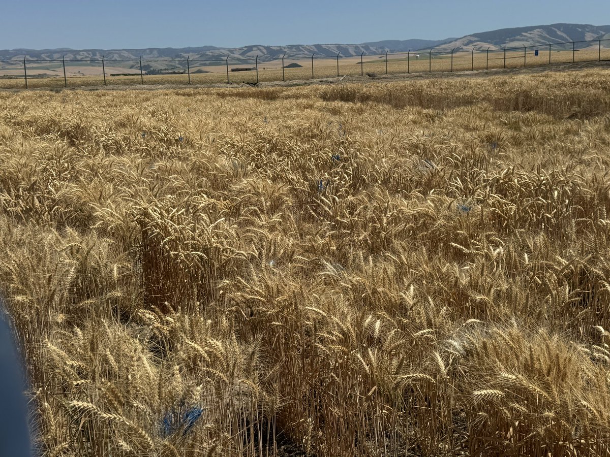 It’s that time of year when I get to spraypaint the wheat for head row selection!