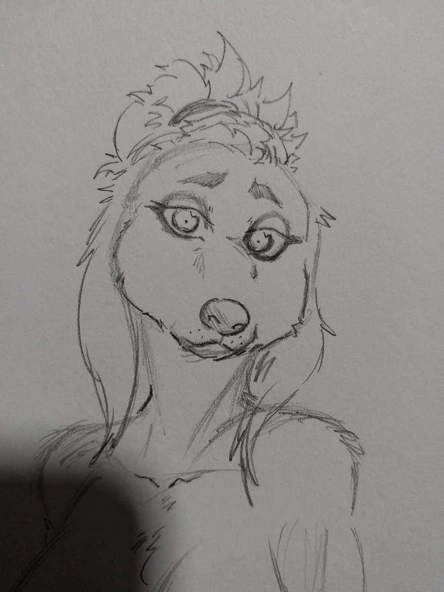 sealofharps's tweet photo. Nina the borzoi 

More  borzoi gudness for user @Linklonk3 's borzoi gurl ❤️ 

Here's the pic I used for reference for the sketch below too !! https://t.co/ylQzTPT2N8