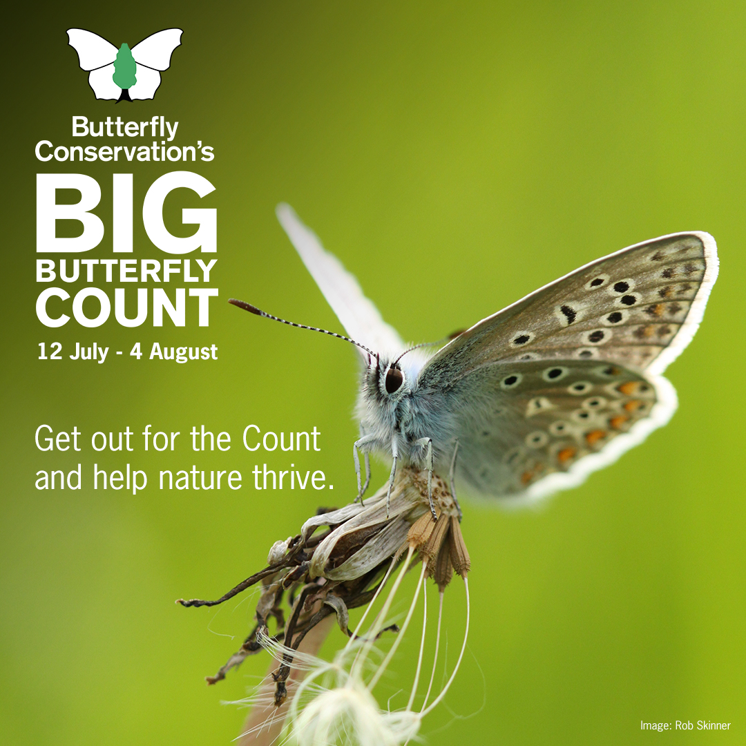 The #BigButterflyCount 2024 is officially here! 🦋

Our butterflies and moths need our help more than ever. This is why we are urging everyone to get out for the Count to help us conserve them. 💚 

Download our free app and ID guide today 👉 bigbutterflycount.org