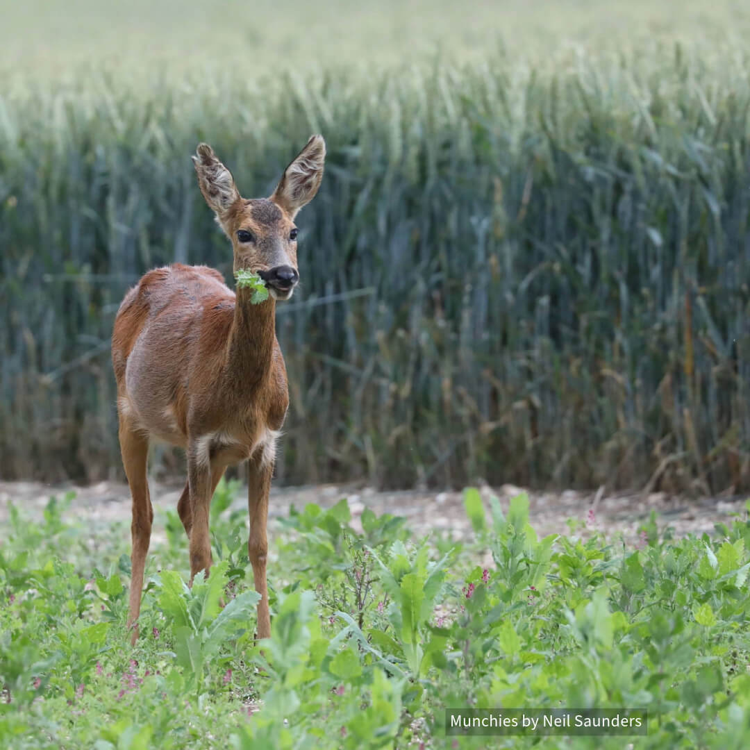 BritishDeerSoc's tweet photo. 📸 Deer Photography Fridays! 📸
This Friday, we present "Munchies" by Neil Saunders. Catch this cheeky roe deer having a sneaky snack! 🦌🍃
#DeerPhotography #WildlifeArt #NatureLovers #PhotographyFridays #RoeDeer #NatureSnacks https://t.co/Cl3ReoqMPi