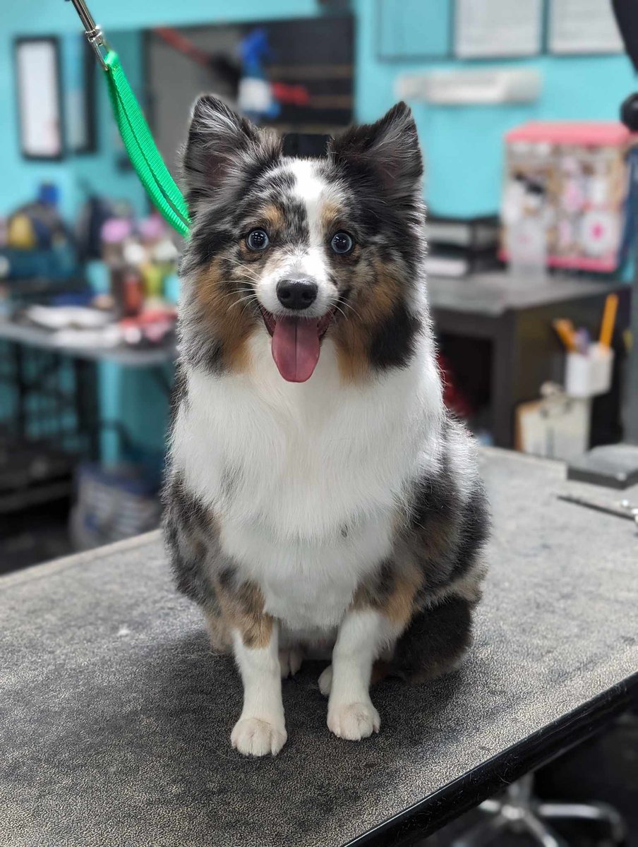 My doggo got groomed a couple weeks ago, twitter never got to see it 🥰