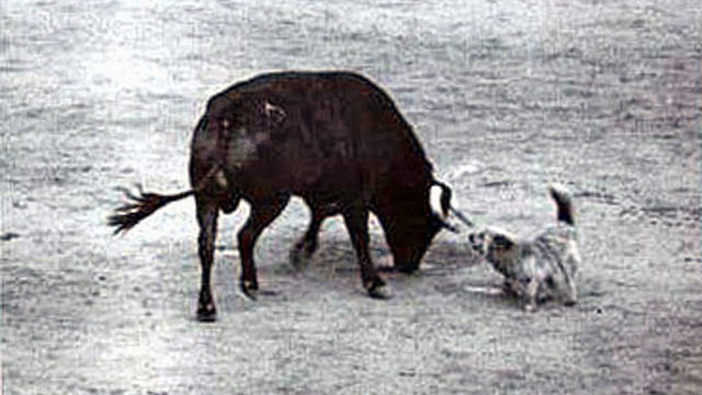 beatrice_marge's tweet photo. Tal día como hoy en Pamplona el 12 de julio de 1958

Encierro de Miura más largo de la historia

Duró media hora, un toro no quiso entrar. Al final un pastor apareció con el perro "Ortega" que le ladró a la cara y le mordió las patas.

Los mosos dieron con el, la vuelta al ruedo. https://t.co/OVasNcBYl8