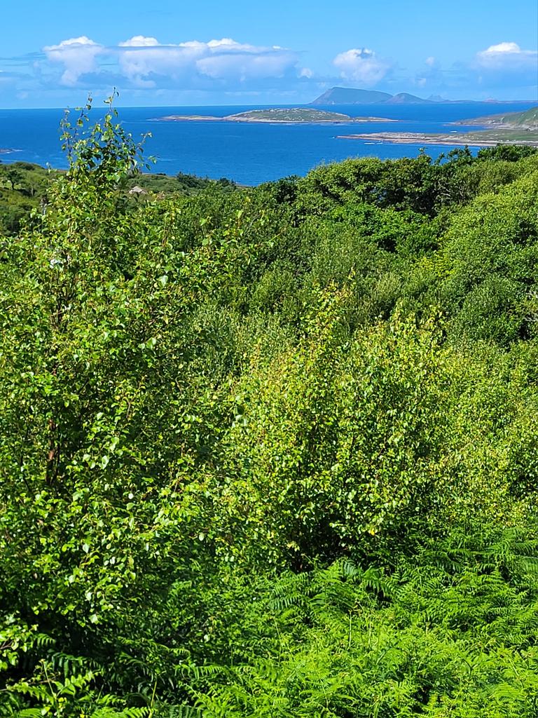Heavy bracken dominance is an artificial state induced by prolonged overgrazing, which eliminates woodland cover.

In these situations, reducing grazing pressure often isn't enough for the natural ecosystem to return, so I lend nature a helping hand.

Here's how...🧵