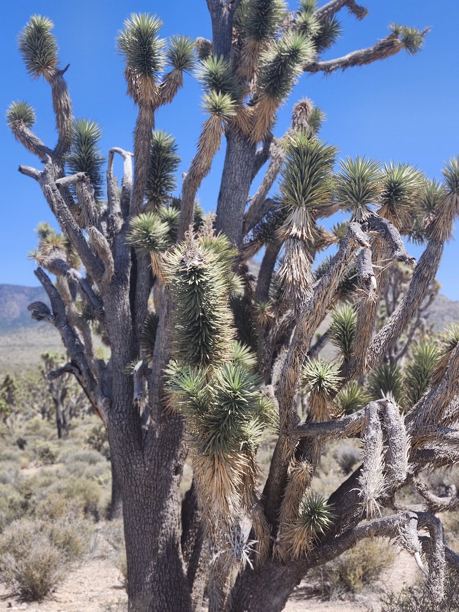 gugus1986's tweet photo. Joshua tree !!! Nature is intriguing 🤔 https://t.co/Ys5pkuGJfg